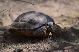 Image of Chilean Tortoise