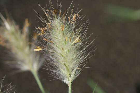 Image of feathertop