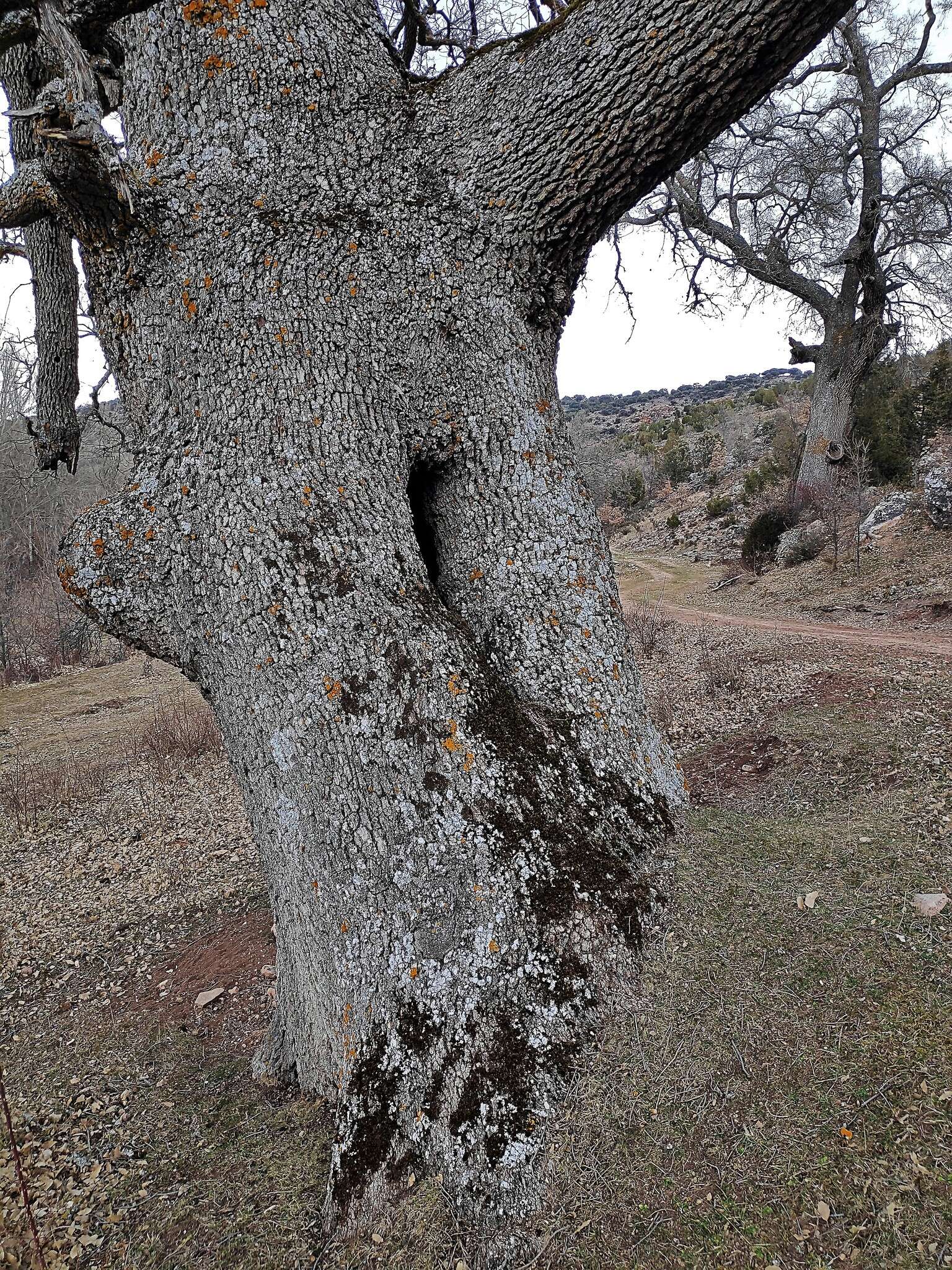 Image of Quercus faginea subsp. faginea