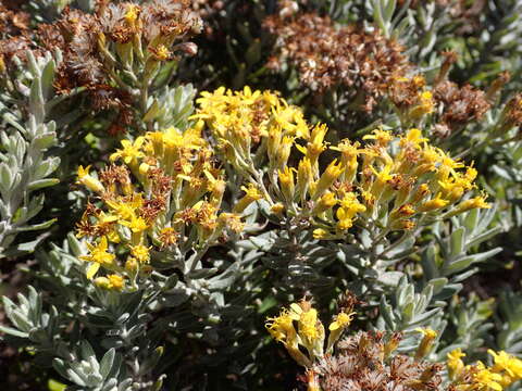 Image of Hubertia tomentosa Bory