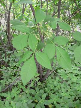 Image of common hoptree