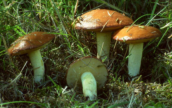 Image of Suillus granulatus (L.) Roussel 1796