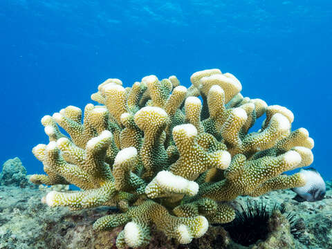 Image of Robust cactus coral