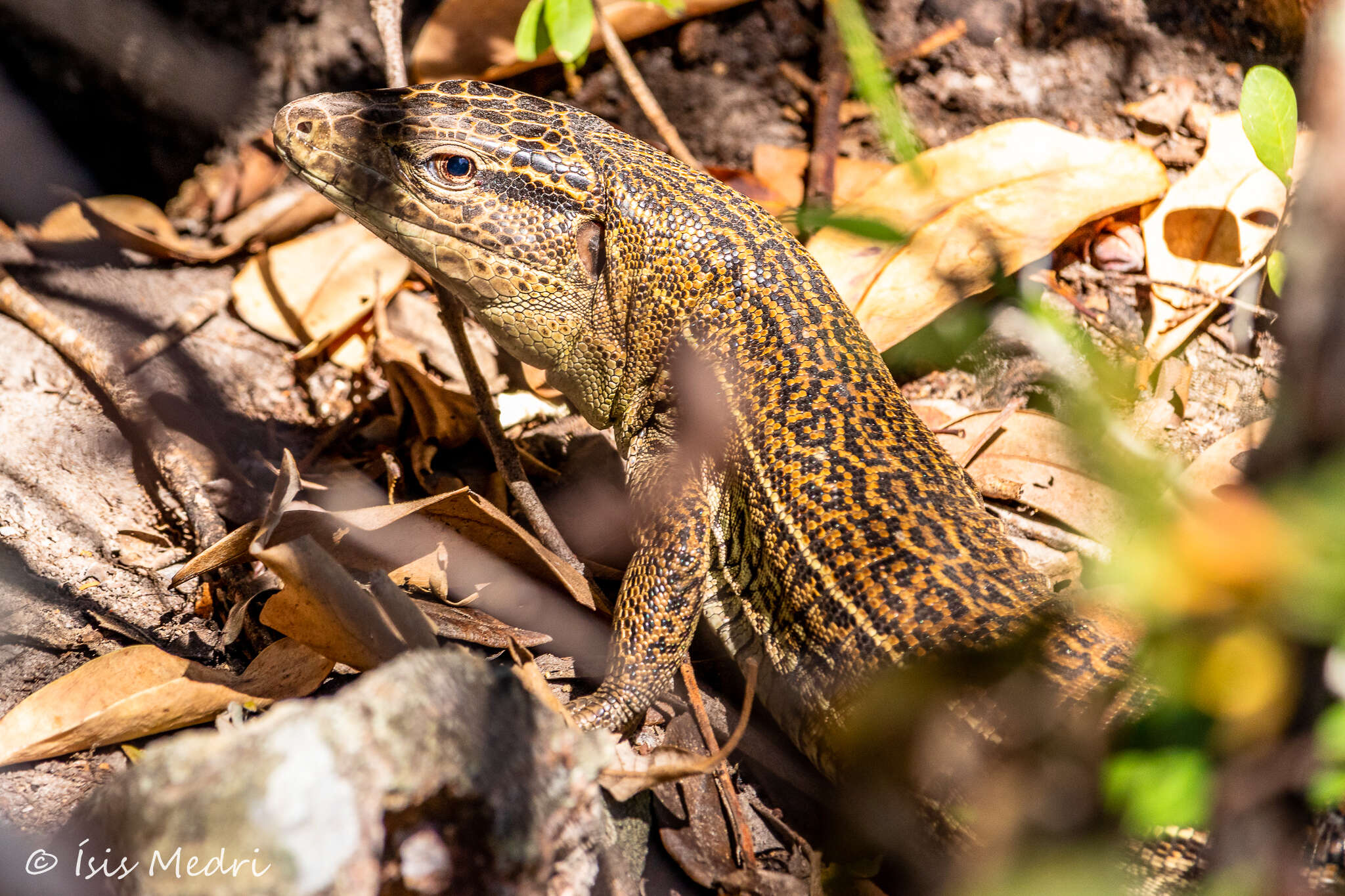 Image of Tupinambis quadrilineatus Manzani & Abe 1997