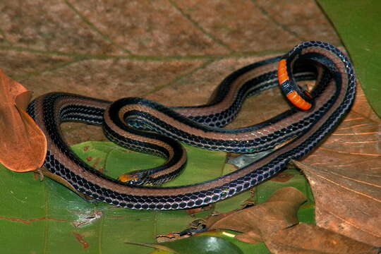 Image of Banded Malaysian Coral Snake