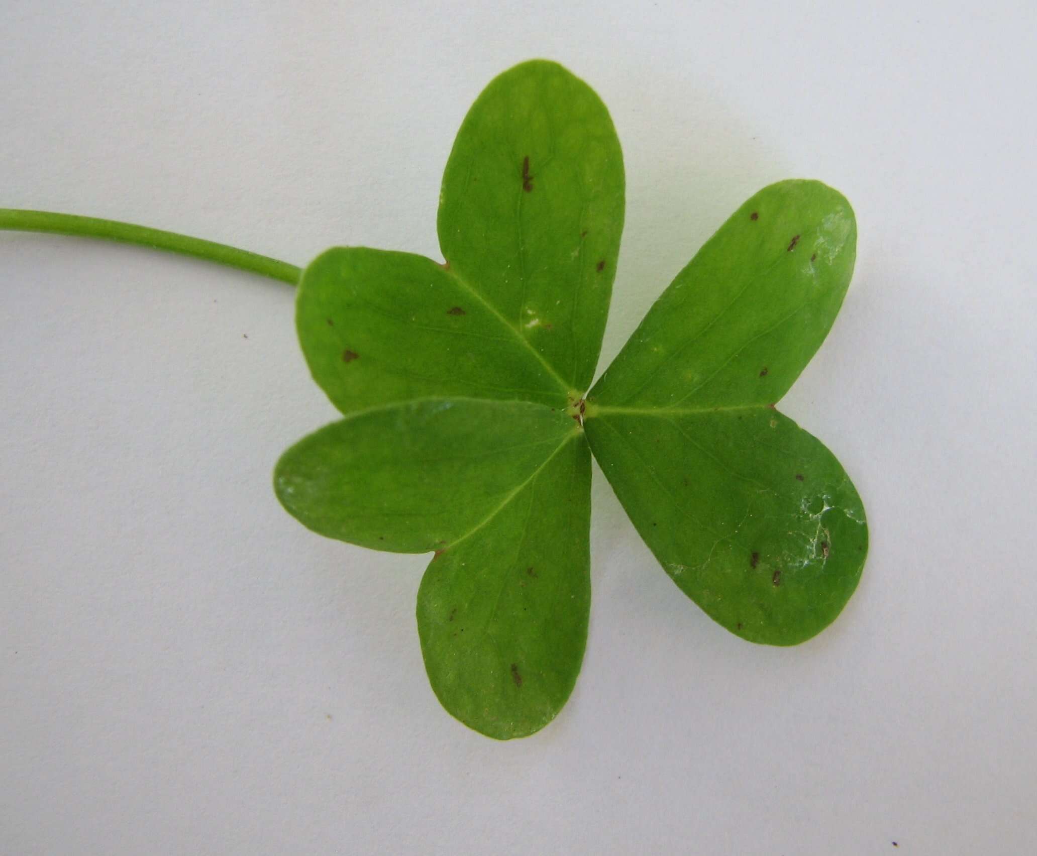 Image of Bermuda buttercup