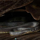 Image of Pinchinda Snake