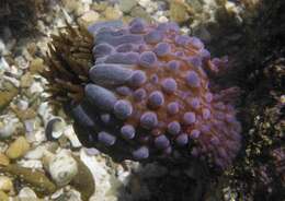 Image of southern anemone