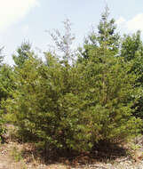 Imagem de Juniperus virginiana L.