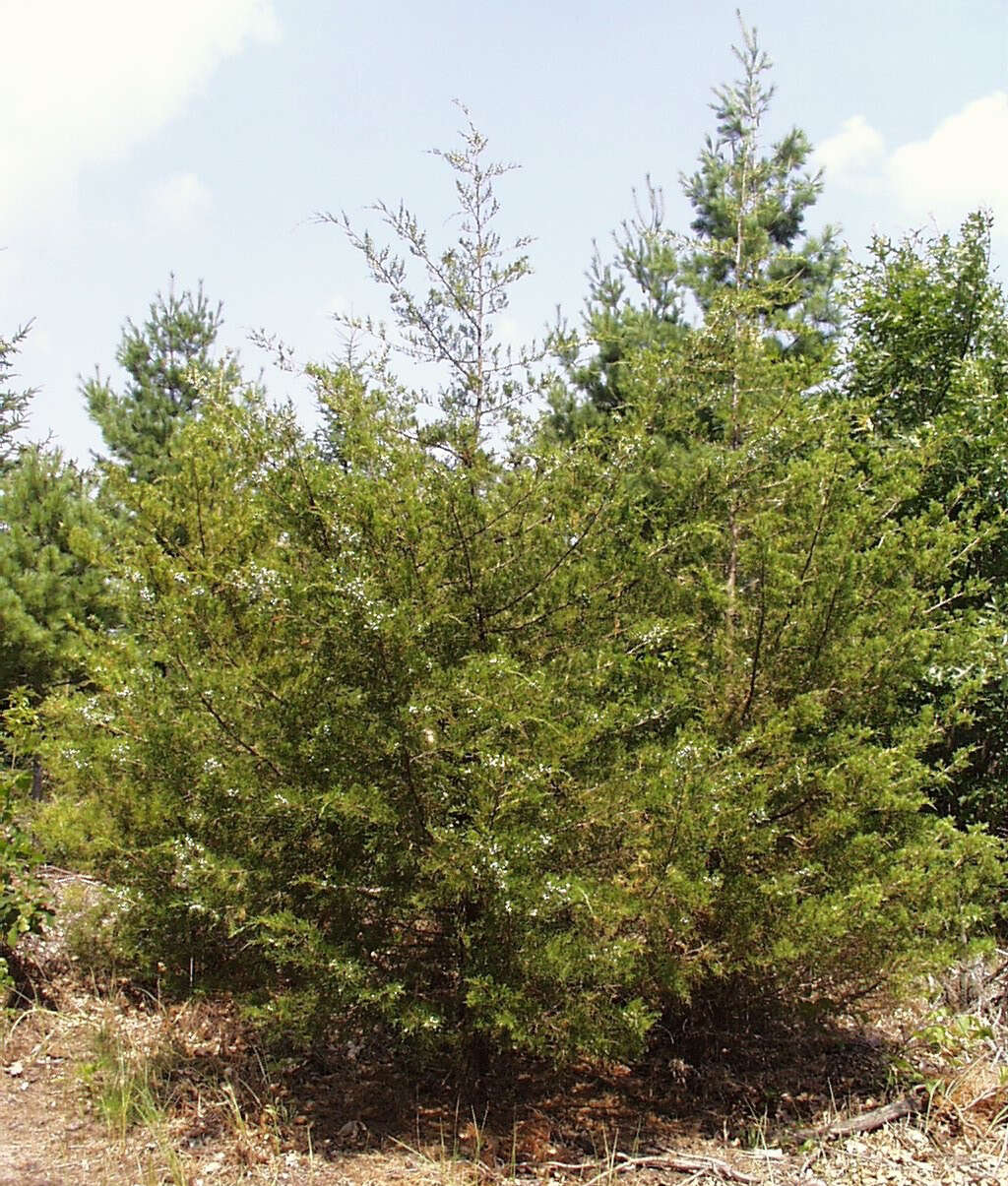 Image of Eastern Juniper