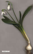 Image of giant snowdrop