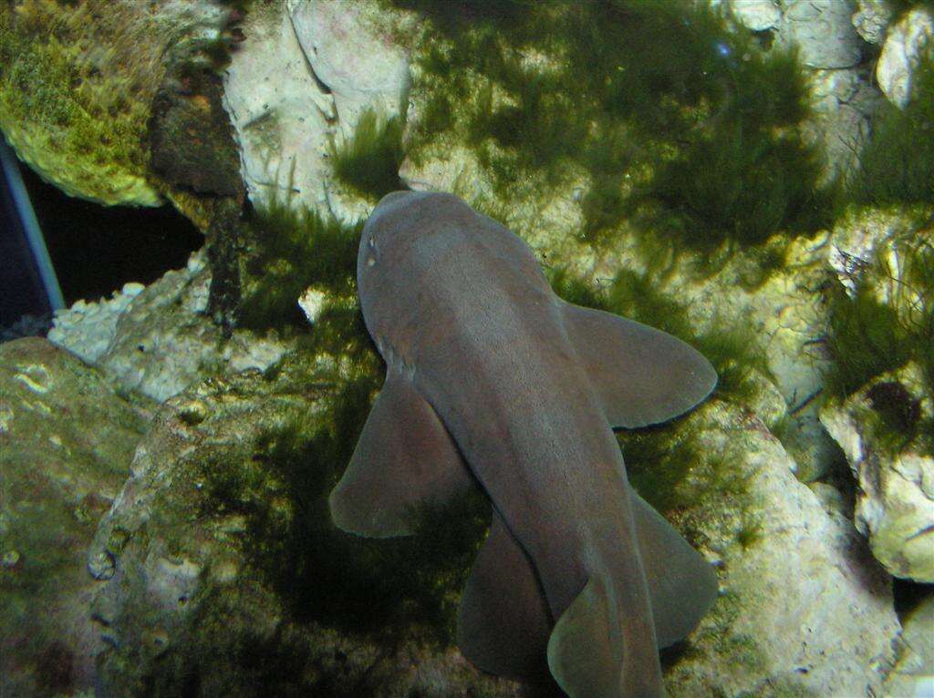 Image of Grey Bamboo Shark