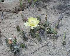 Opuntia fragilis (Nutt.) Haw. resmi