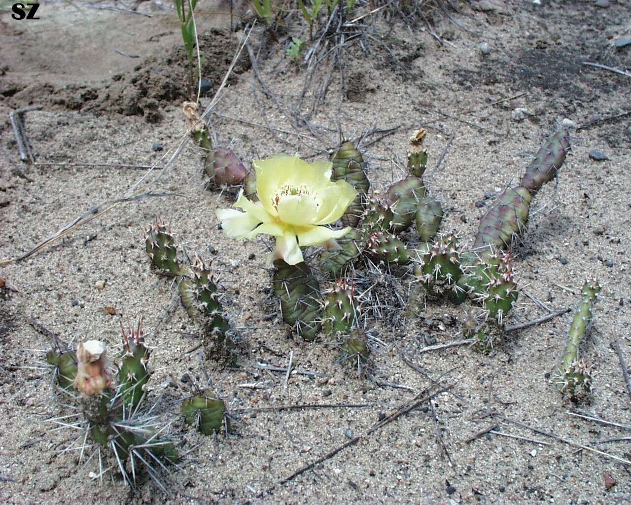 Opuntia fragilis (Nutt.) Haw. resmi