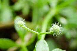 Galium echinocarpum Hayata resmi