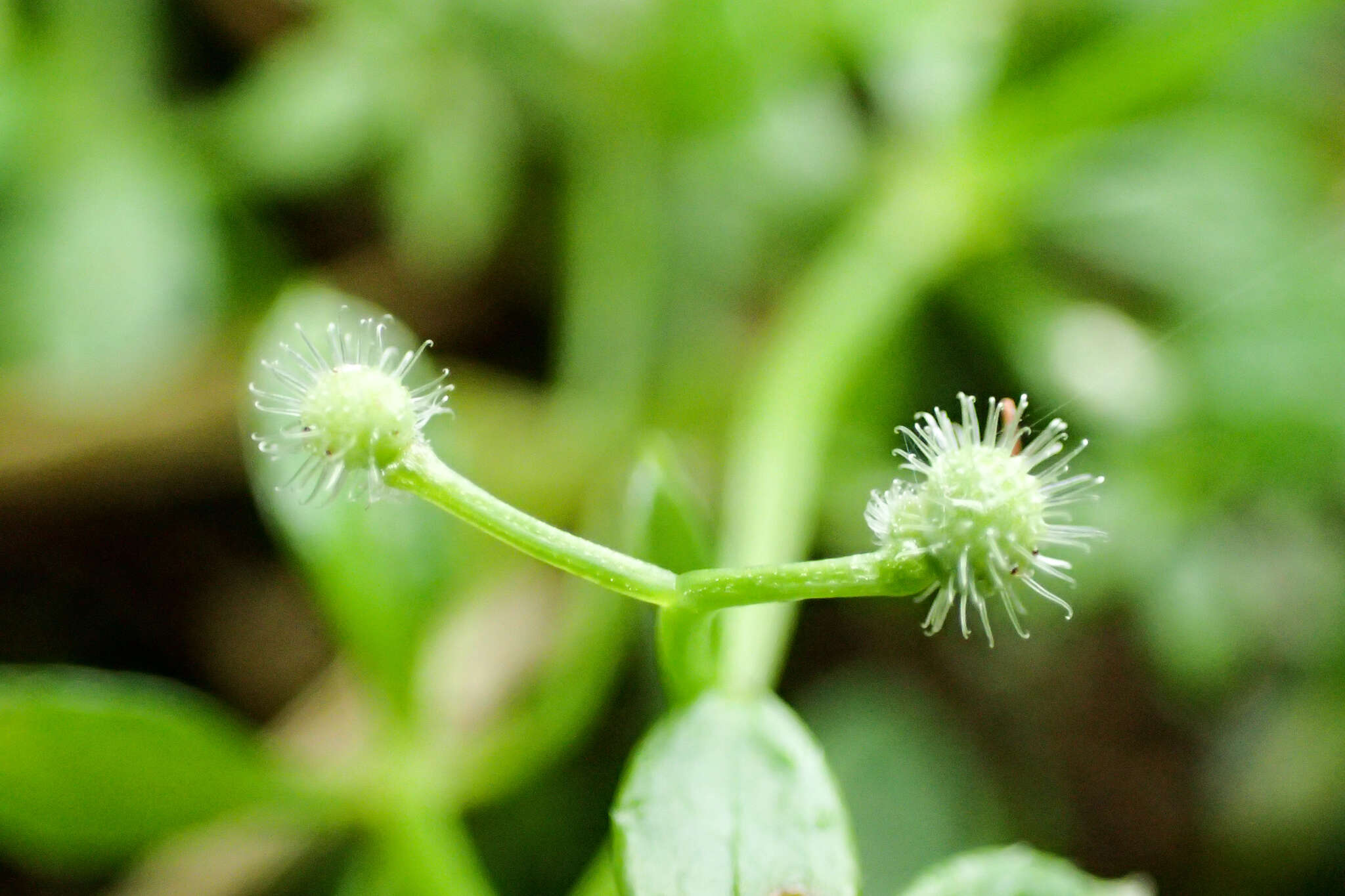 Plancia ëd Galium echinocarpum Hayata