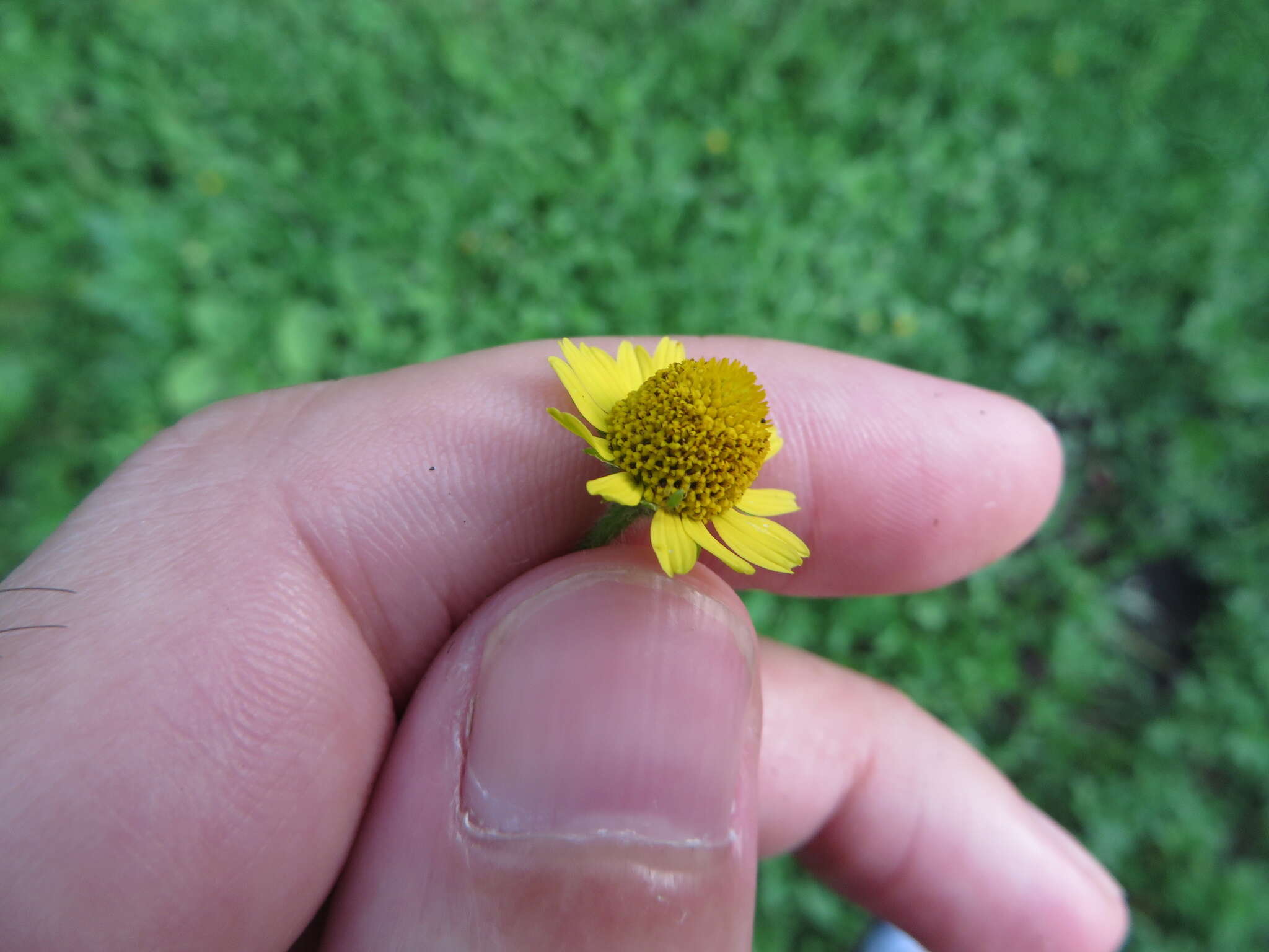 Image of hairy spotflower