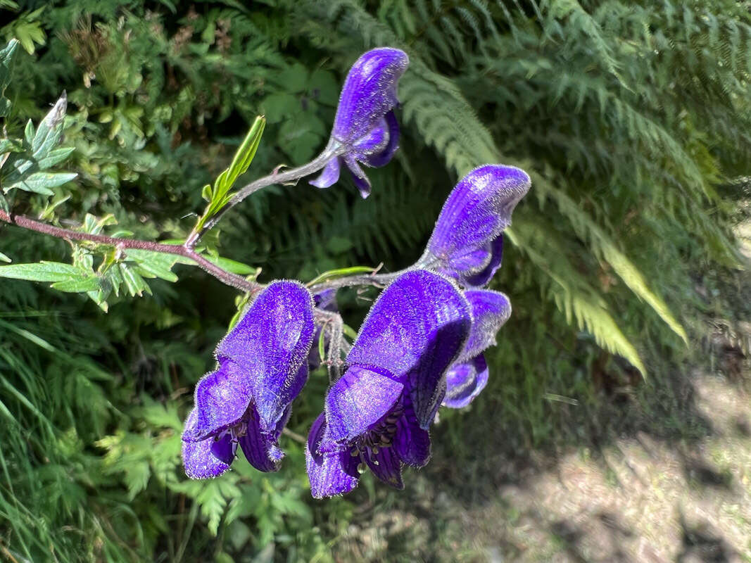 Слика од Aconitum degenii Gayer