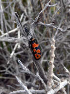 Image of Zygaena fausta Linnaeus 1767