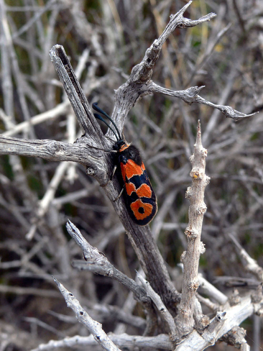 Image of Zygaena fausta Linnaeus 1767