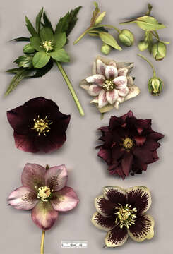 Image of Stinking Hellebore