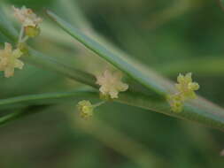 Image of Synostemon bacciformis (L.) G. L. Webster