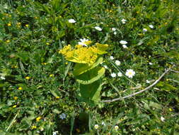 Image of Smyrnium perfoliatum subsp. rotundifolium (Mill.) Bonnier & Layens