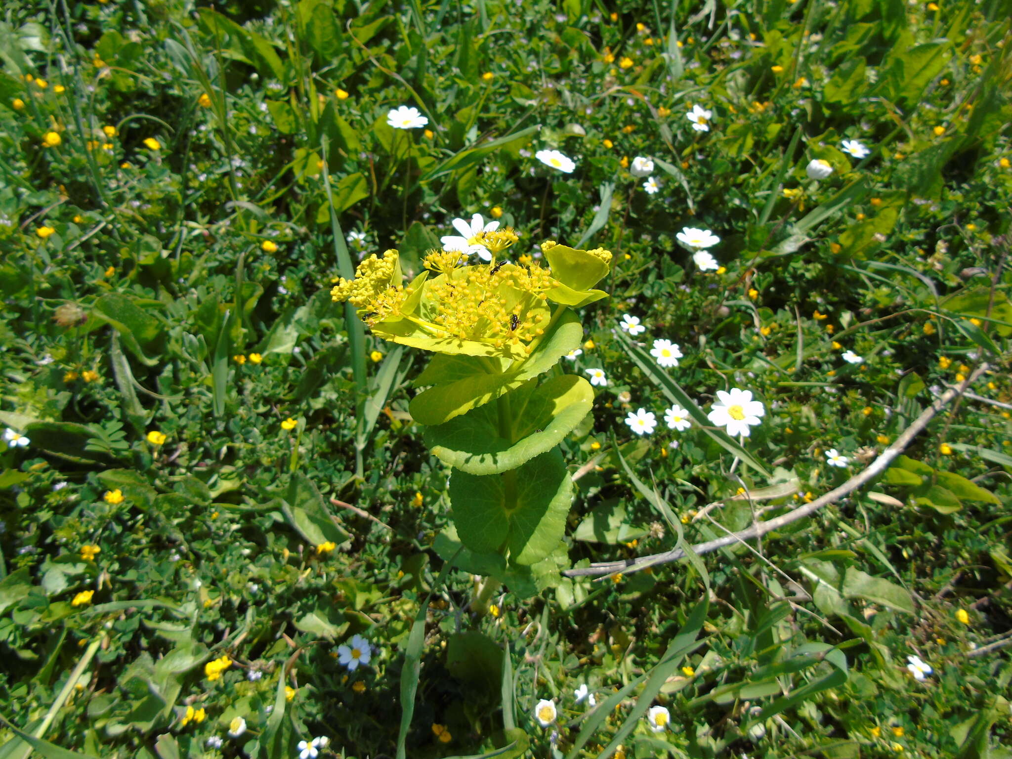 Image of Smyrnium perfoliatum subsp. rotundifolium (Mill.) Bonnier & Layens