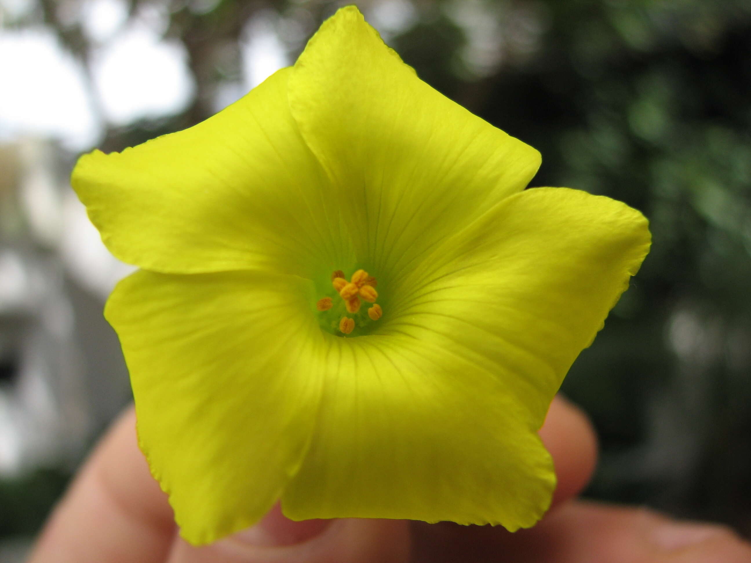 Image of Bermuda buttercup