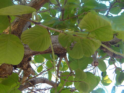 Coccoloba caracasana Meisn. resmi