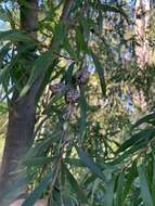 Image of Hakea salicifolia subsp. salicifolia