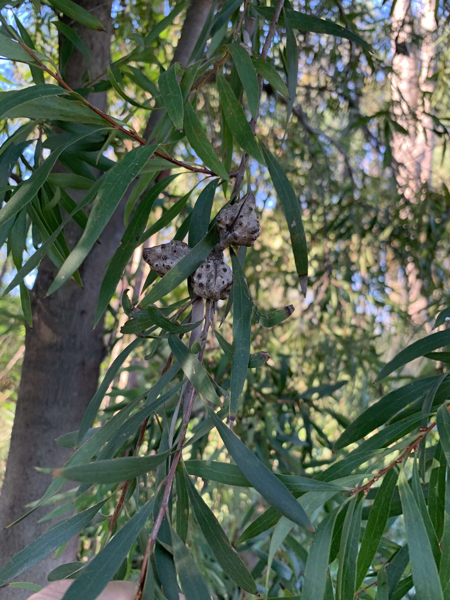 صورة Hakea salicifolia subsp. salicifolia