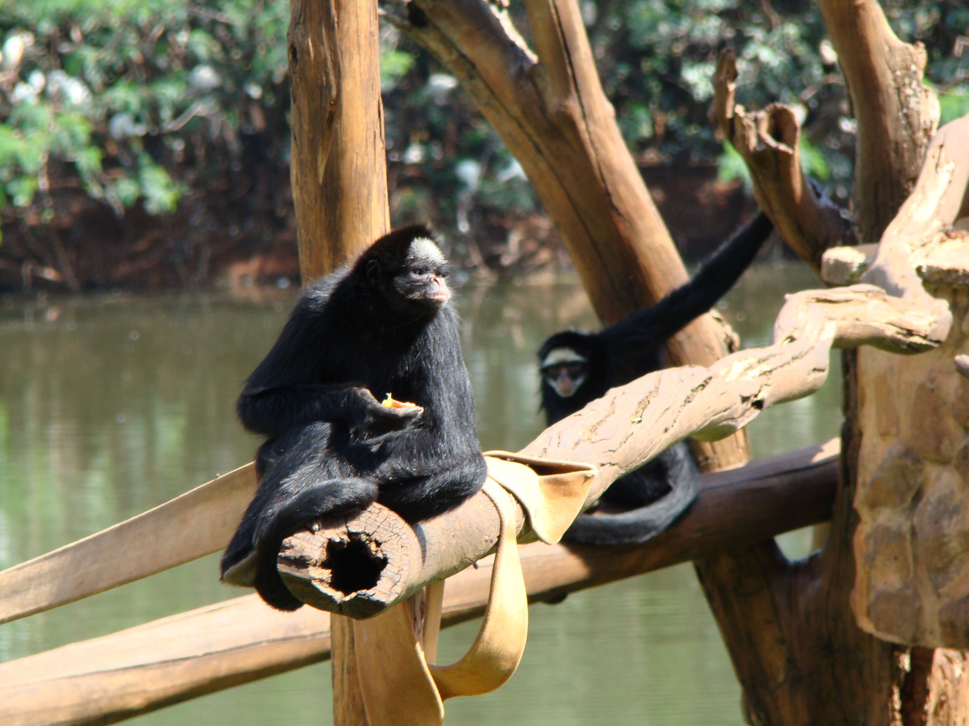 Image of White-cheeked Spider Monkey