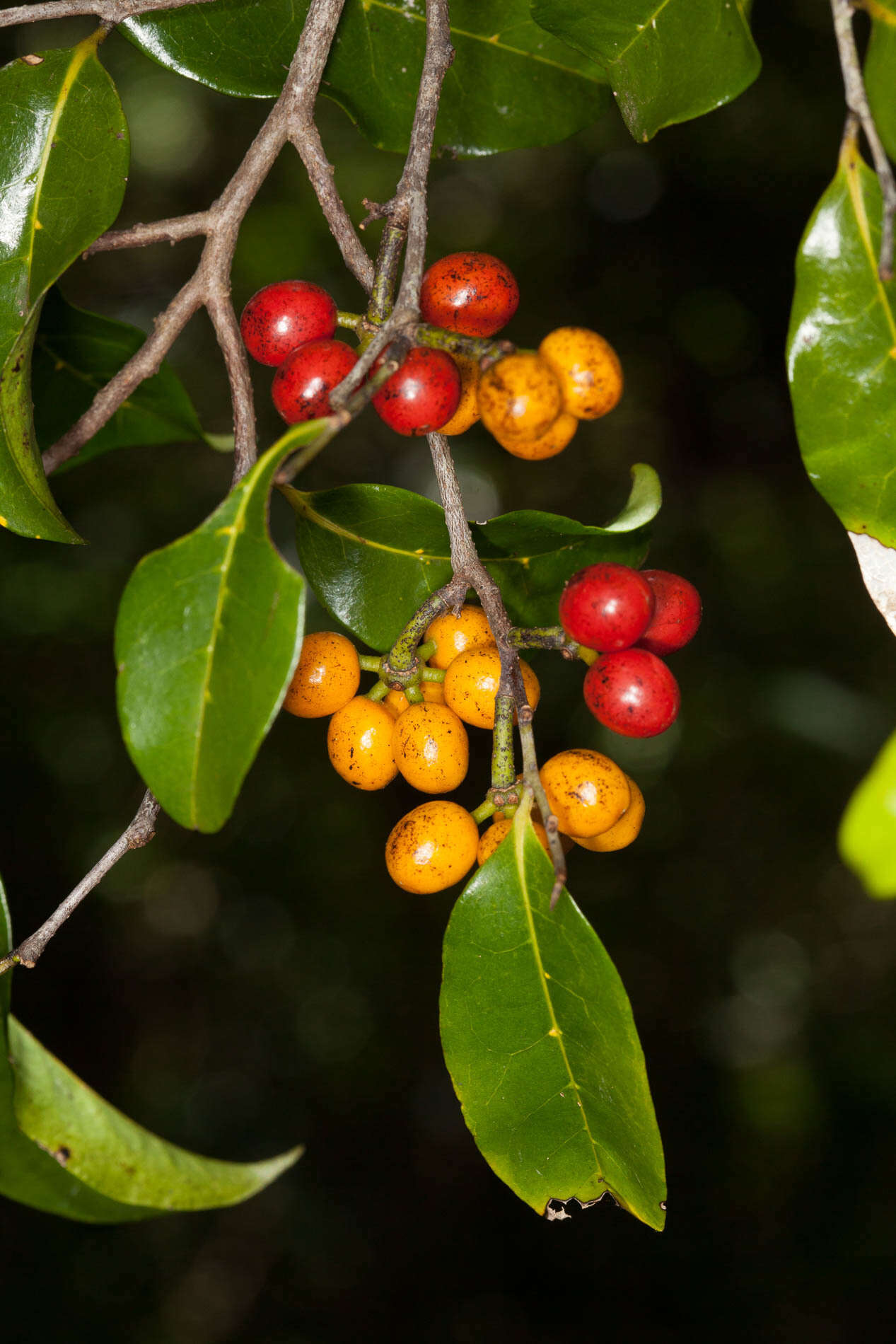 Image of Canary Beech