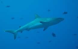 Image of Gray Reef Shark