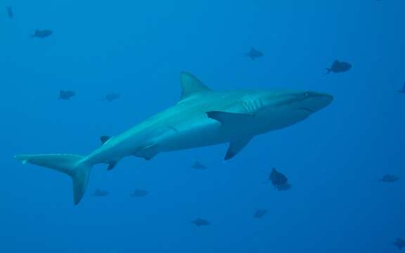 Image of Gray Reef Shark