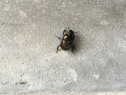 Sivun Phelotrupes (Eogeotrupes) laevistriatus (Motschulsky 1857) kuva