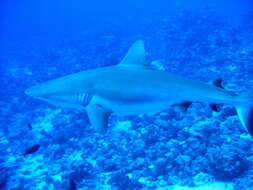 Image of Gray Reef Shark