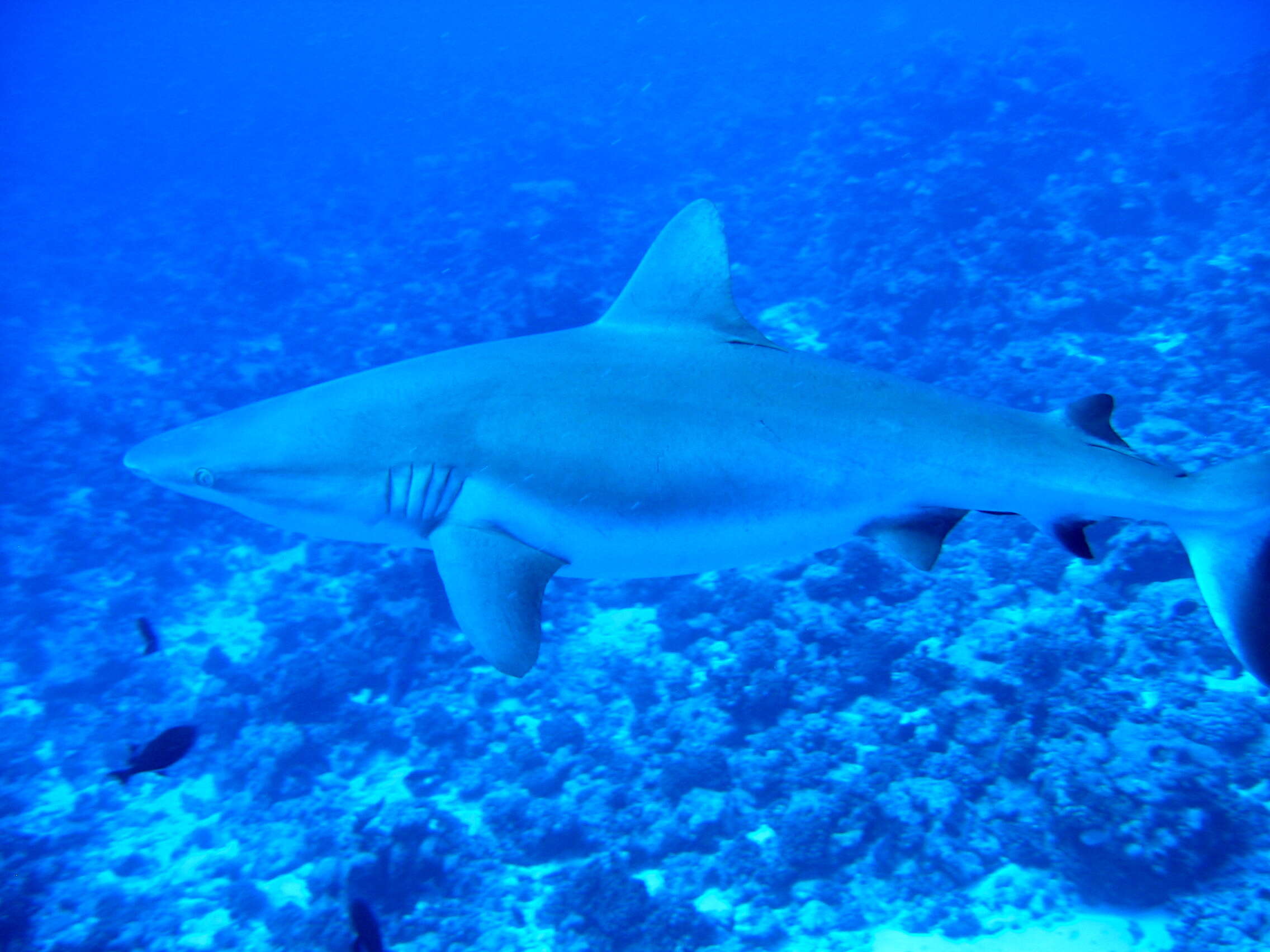 Image of Gray Reef Shark