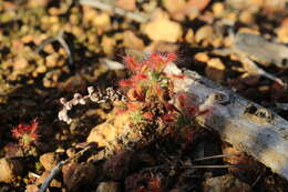 Imagem de Drosera lasiantha Lowrie & Carlquist