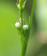 Image of Scleria parvula Steud.