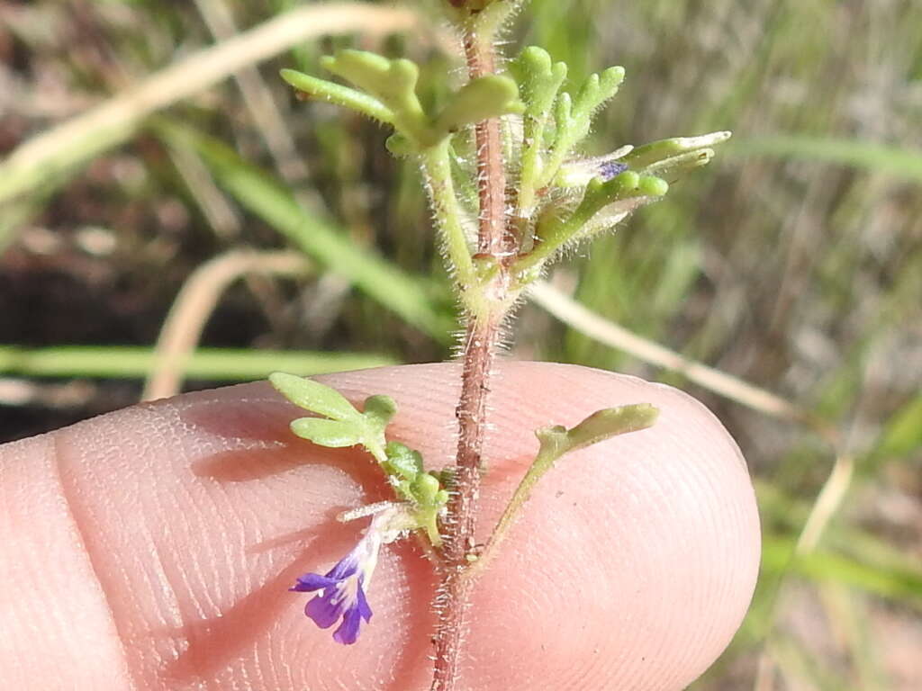 Image of Schistophragma intermedium (A. Gray) Pennell