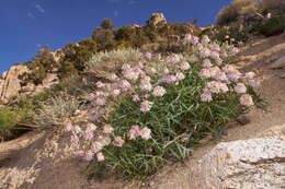 Trifolium kingii subsp. dedeckerae (J. M. Gillett) D. Heller的圖片