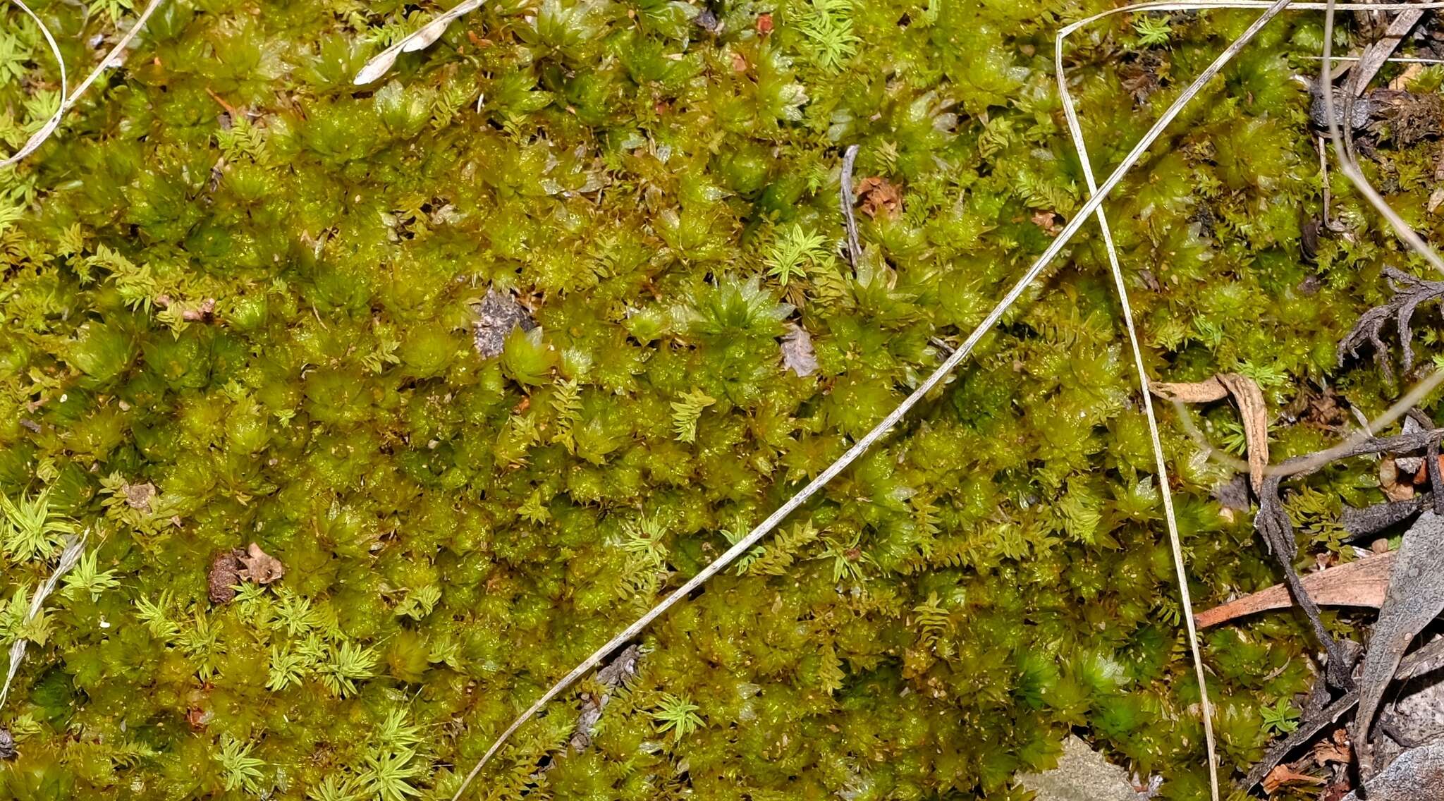 Image of Canary bryum moss