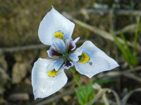 Plancia ëd Moraea fergusoniae L. Bolus