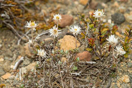 Image de Anaphalioides alpina (Cockayne) D. Glenny