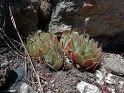 Image of Haworthia cooperi var. isabellae (Poelln.) M. B. Bayer