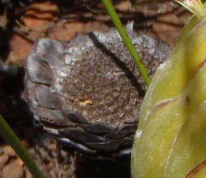 Image of Protea lorea R. Br.