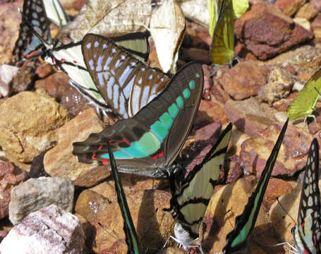 Image of <i>Graphium <i>sarpedon</i></i> sarpedon