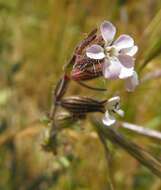 Image of common catchfly